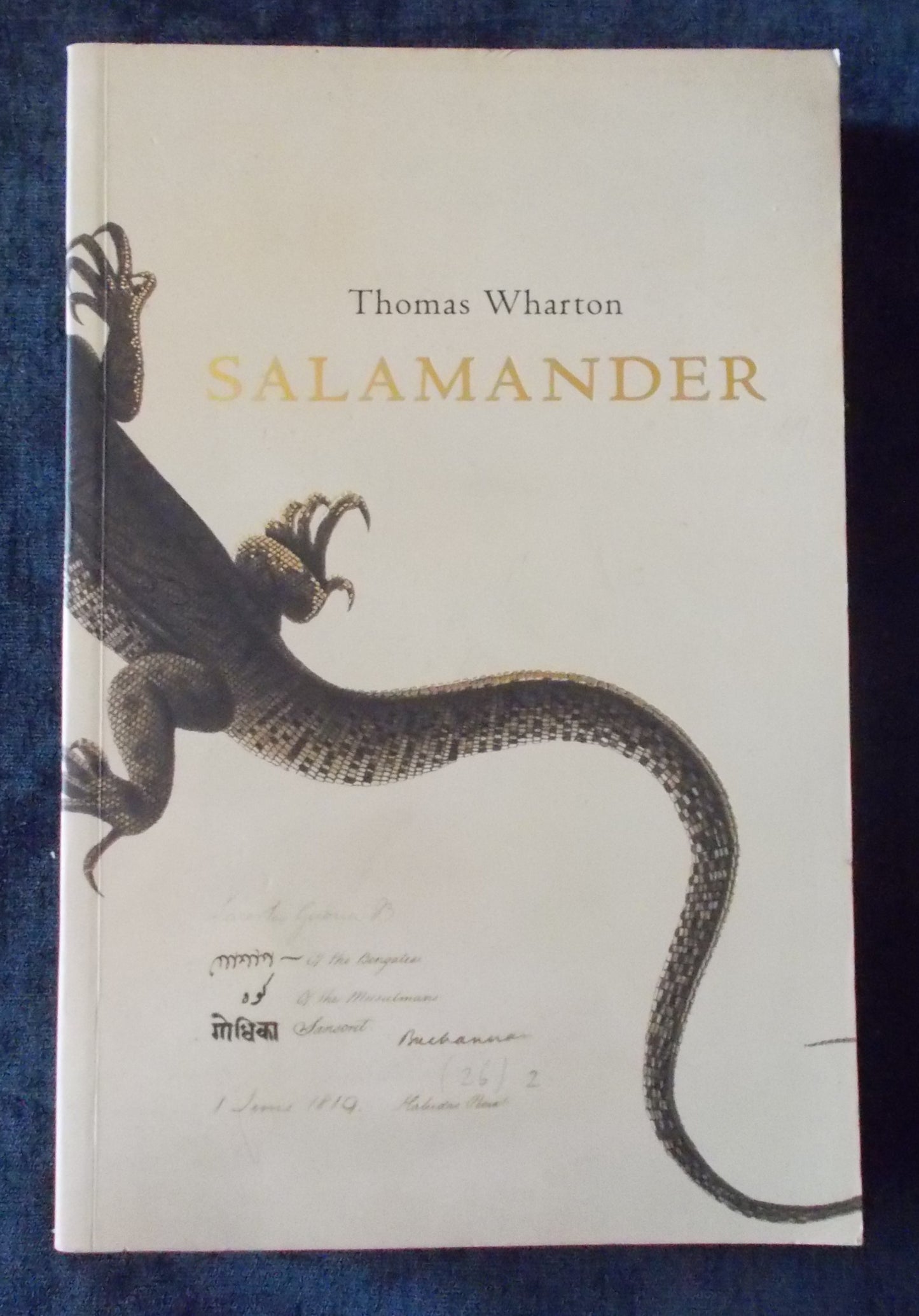 Salamander